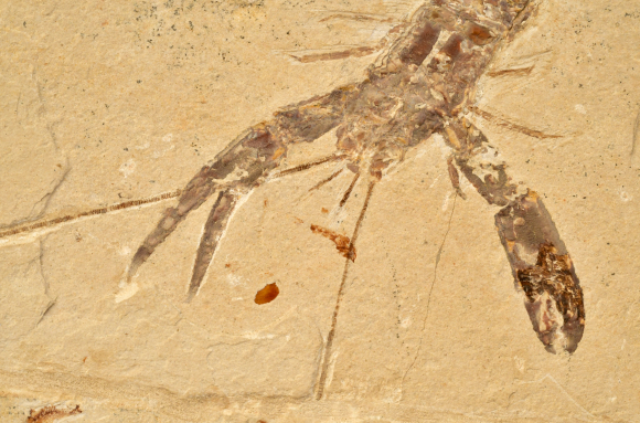 Ecrevisse fossile (détail)